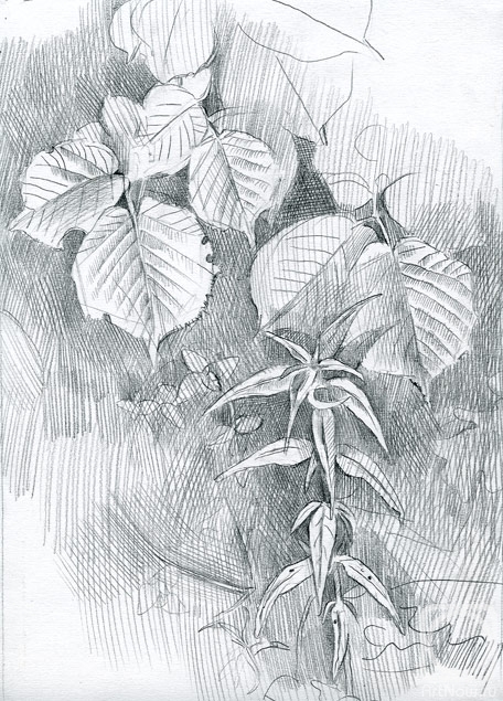 Yudaev-Racei Yuri. Foliage of the Hazel
