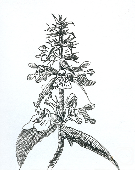 Yudaev-Racei Yuri. Stachys palustris