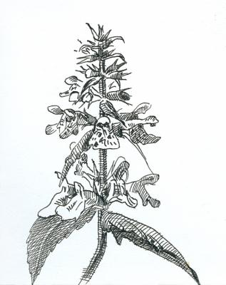 Stachys palustris. Yudaev-Racei Yuri
