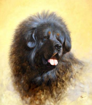 Tibetan Mastiff. Bruno Augusto