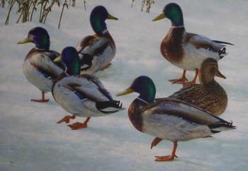 Winter. Ducks