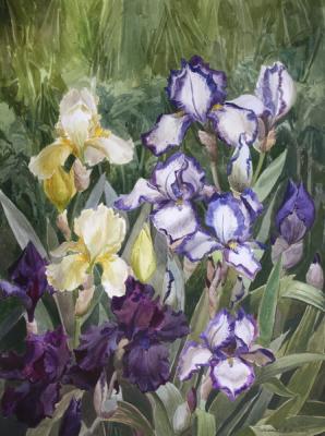 Irises in the garden. Kiryanova Victoria