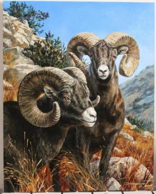 Bighorn sheep. Danchurova Tatyana