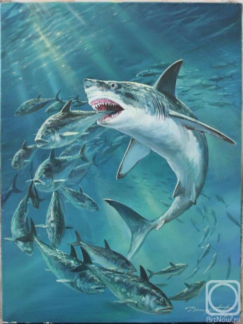 Danchurova Tatyana. Shark