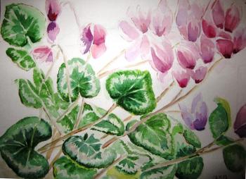 Cyclamen