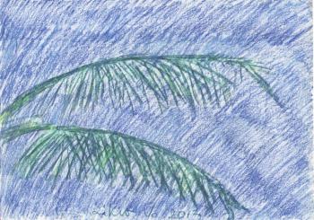    (Coconut Palm).  