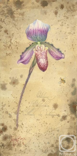 Pugachev Pavel. Orchidaceae Paphiopedilum callosum var vietnamense