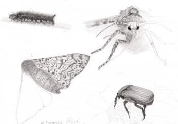 From the life of insects...