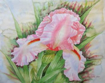 Pink Iris. Piacheva Natalia