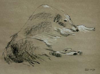 Russian greyhound 2. Goda Laima
