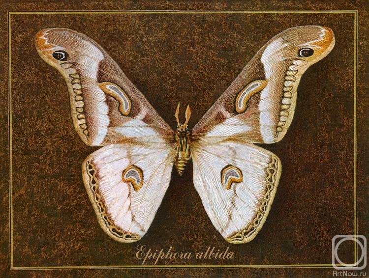  . Symbol-Butterfly 10
