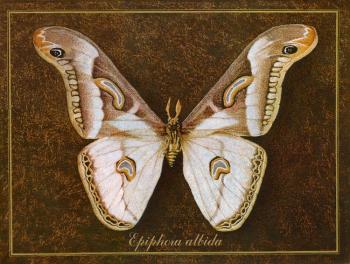Symbol-Butterfly 10. Indrikov Boris