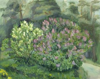 The Lilac after Rain