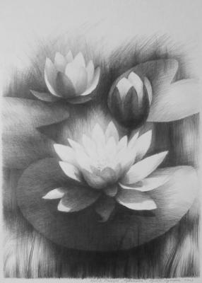 Lotus. Paikule Arija