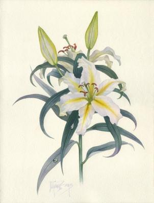 Golden lily (Lilium auratum). Pugachev Pavel
