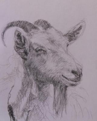 Portrait of goat. Fattakhov Marat