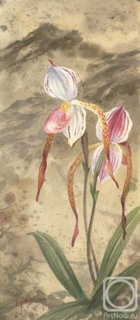 .  .   (Orchidaceae Paphiopedilum stonei)