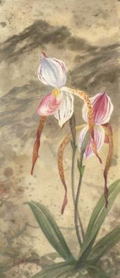    (Orchidaceae Paphiopedilum stonei)