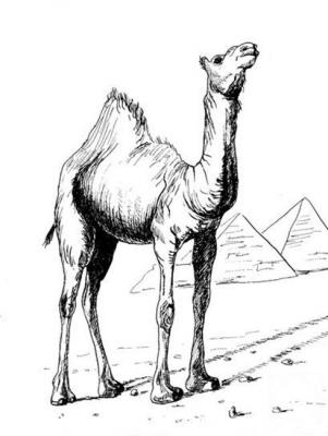 Good camel!. Malancheva Olga