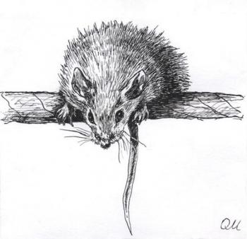 Mouse 2. Malancheva Olga
