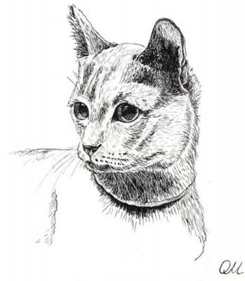 Cat of noble blood. Malancheva Olga