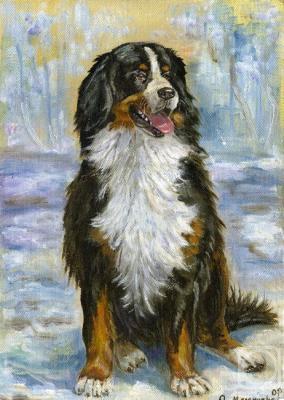 Shelley (Bernese Mountain Dog). Malancheva Olga