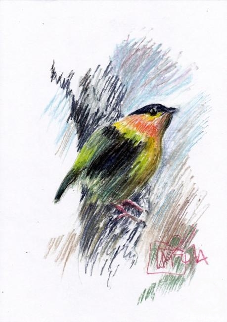 Makeev Sergey. Manakin. 2014. № 2