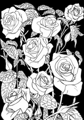 Roses