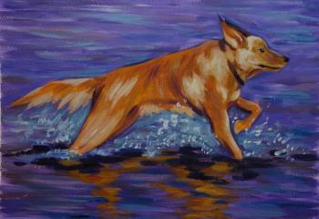 635 A dog running on water...