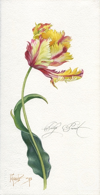 Pugachev Pavel. Tulip parrot