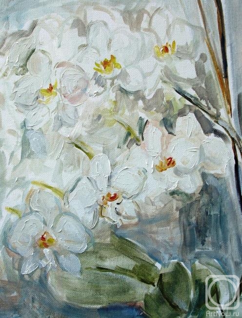 Sechko Xenia. White orchid