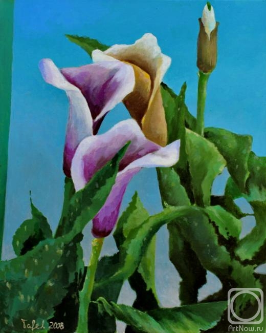 Tafel Zinovy. Calla lilies