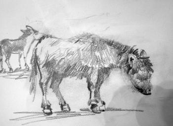sketch Donkey (A Donkey). Gerasimov Vladimir