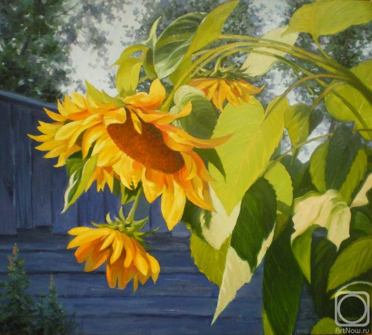 Kurnosov Andrey. Sunflowers