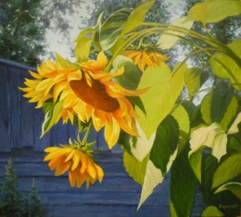 Sunflowers. Kurnosov Andrey