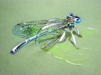 Common dragonfly. Konyuhova Natalia