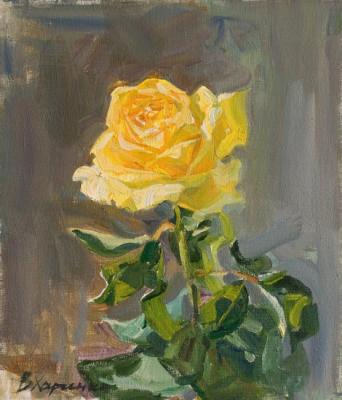 The yellow rose in blossom
