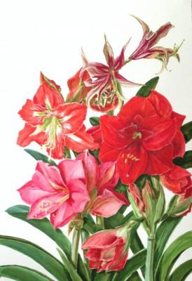 ������� ������������