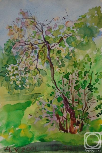 Dobrovolskaya Gayane. Cerry-Tree with Blossoms