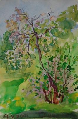Cerry-Tree with Blossoms. Dobrovolskaya Gayane