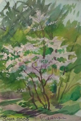 Cherry-Tree with Blossoms 3. Dobrovolskaya Gayane