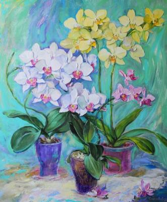 My favourite orchids. Simonova Olga