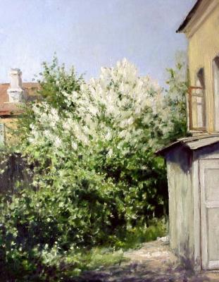White lilac blossoms. Gaiderov Michail