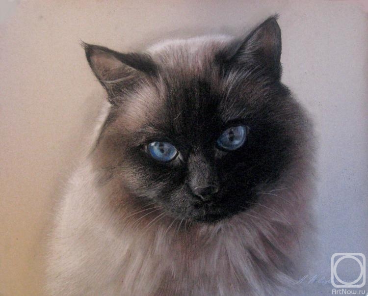 Novodvorskaya Alexandra. Portrait of my cat of Asha