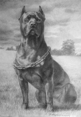 Pit bull terrier (Portraits To Order). Novodvorskaya Alexandra
