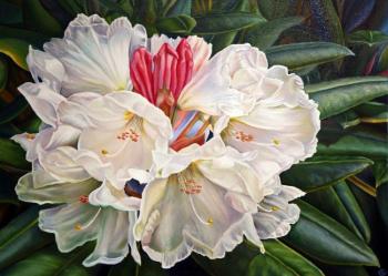 �����������. �������� �������