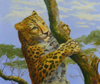 Young leopard on tree