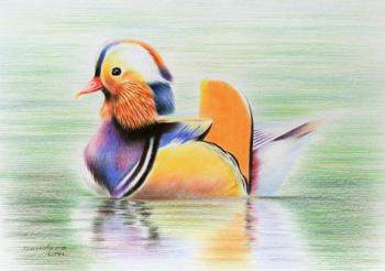 Mandarin duck. Khrapkova Svetlana
