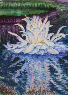 Water lily. Abramova Anna