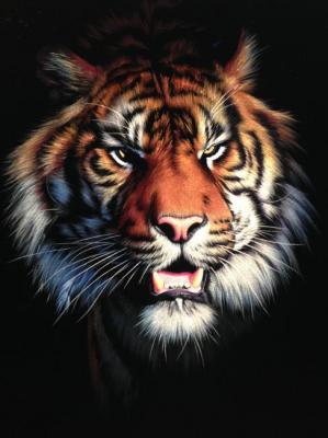 Tiger. Ebzeev Shaharbi